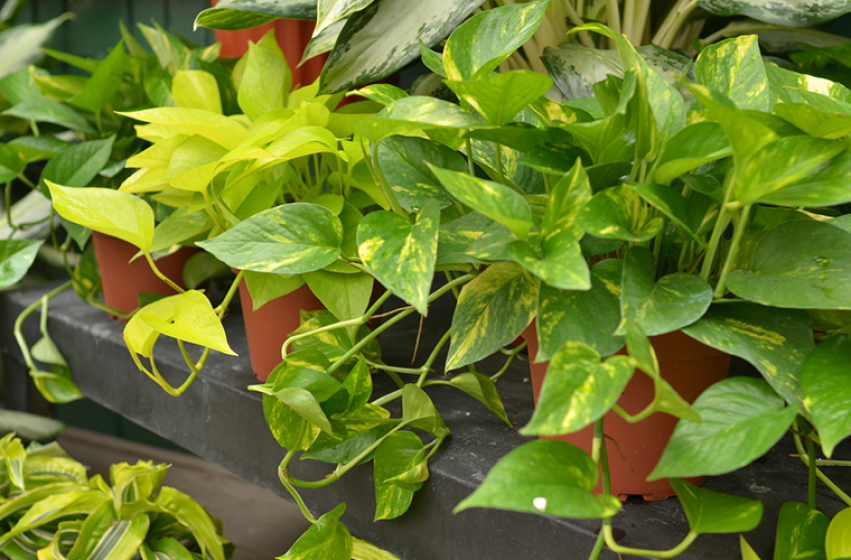 Nature's online air purification